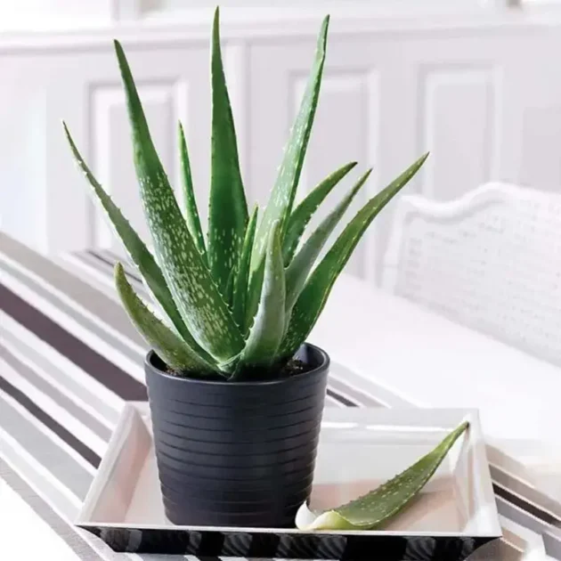 Aloe Vera in a Pot