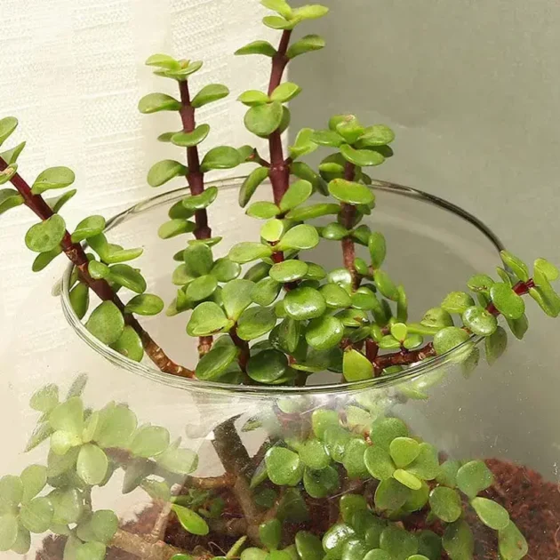 Jade Plant in Fish Bowl - Image 2