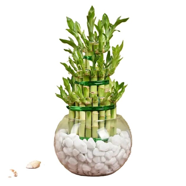 3 Layer Lucky Bamboo Plant