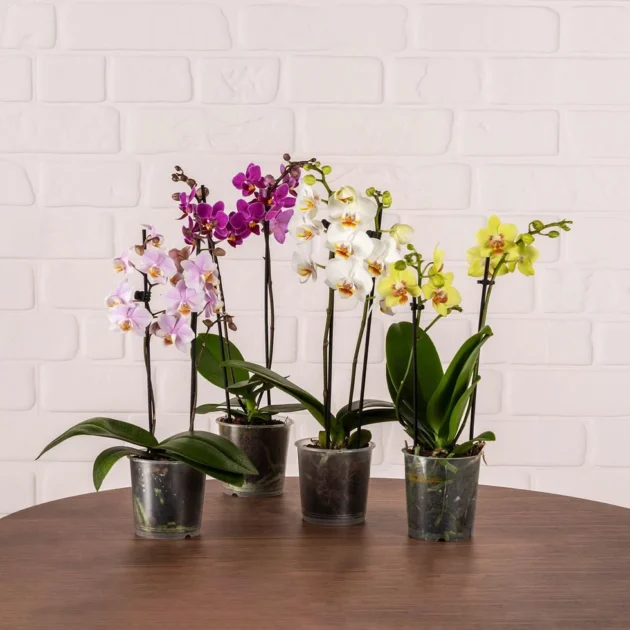 Cute Mini Phalaenopsis