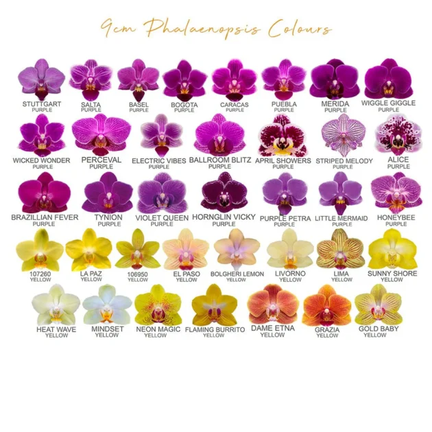 Cute Mini Phalaenopsis - Image 3