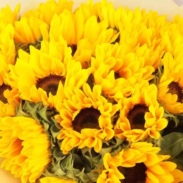 Sunny Fresh 15 - Image 2