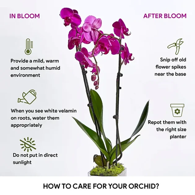 Purple Orchid Plant In Glass Vase - Image 3